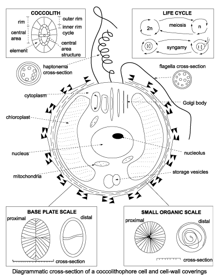 cross-section of coccosphere cell and cell wall coverings click to view larger version
