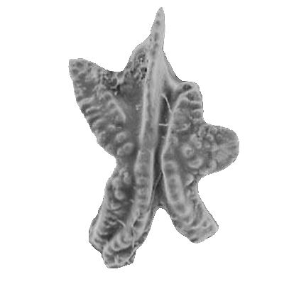 conodont Aulacognathus kuehni