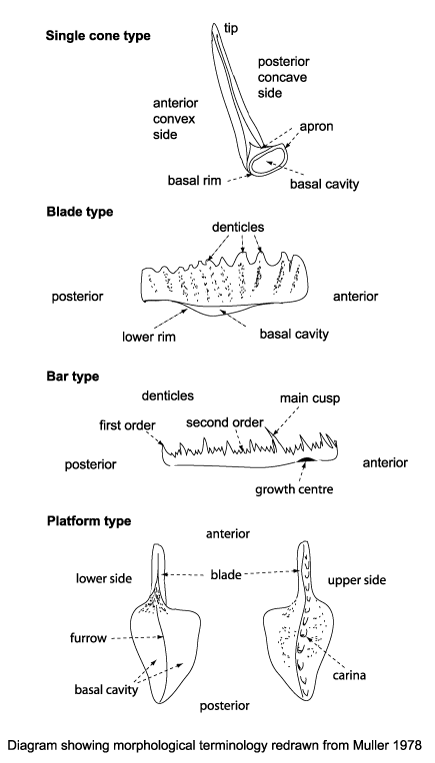 conodont morphology terminology click to view larger version