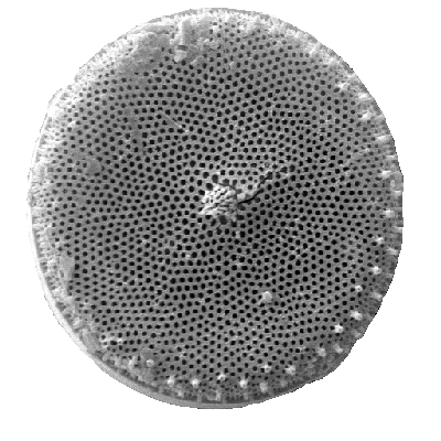 diatom Azpeitia nodulifera (A. Schmidt) G. Fryxell & P.A. Sims