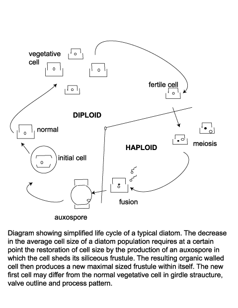 simplified diatom lifecycle diagram click to view larger version