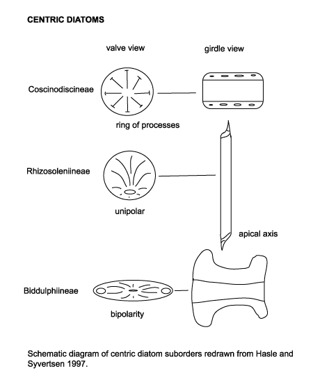 centric diatom suborders