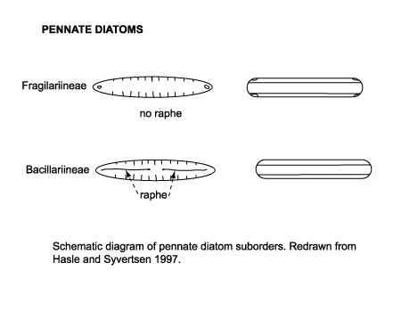 pennate diatom suborders