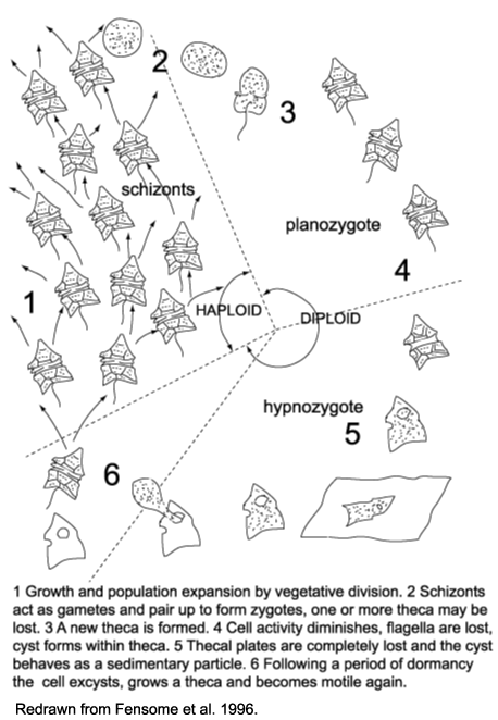 simplified dinoflagellate lifecycle diagram click to view larger version