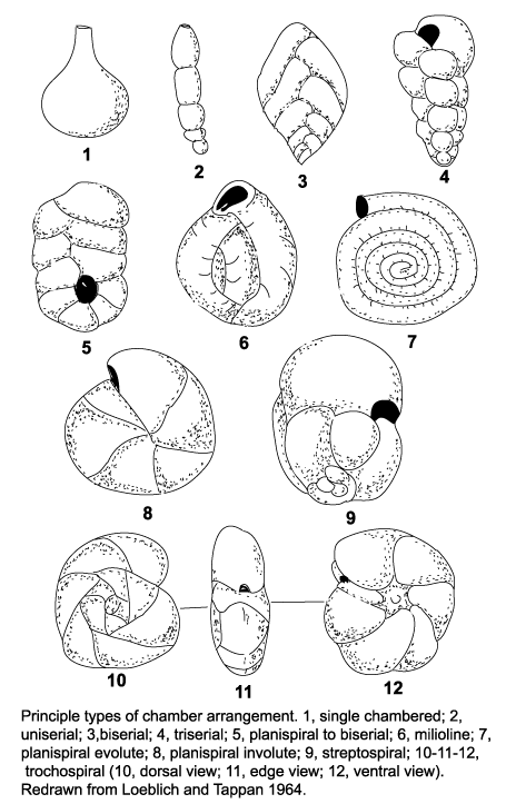 Test morphology: labelled diagram of radiolaria 