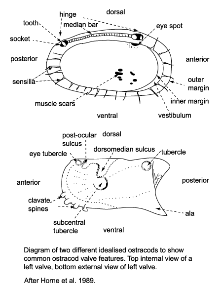 diagram showing ostracod valve features click to view larger version