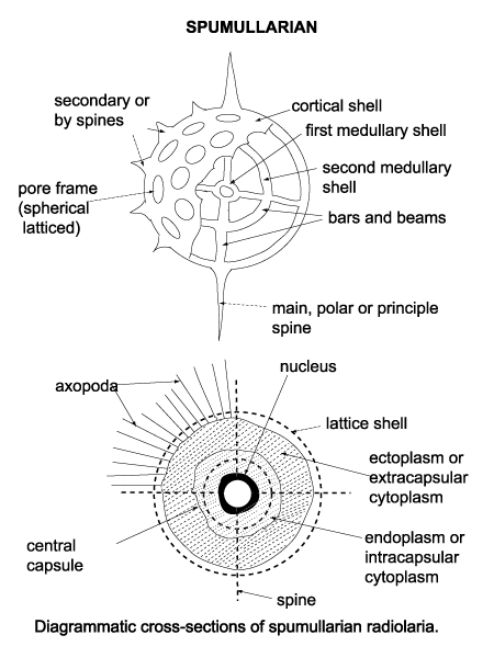 diagrammatic cross-section of spumellarian radiolaria click to view larger version