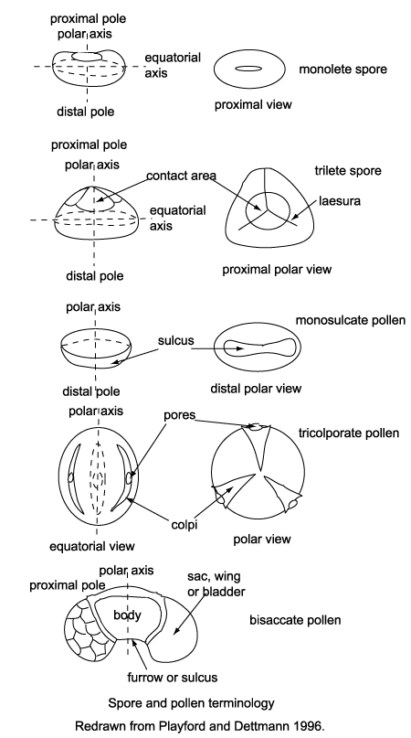 spore and pollen terminology diagram click to view larger version