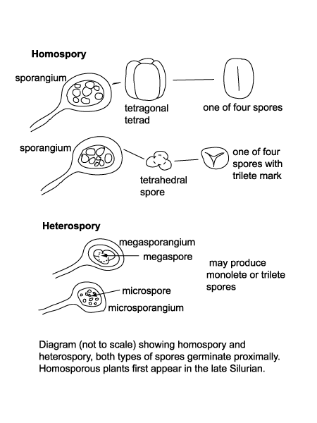 diagram showing homospory and heterospory terminology