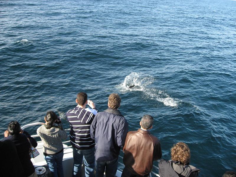 Dolphin1-1634-160109.jpg - Dolphins off Ventura 16 Jan 2008