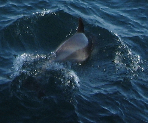 Dolphin2-1634-160109.jpg - Dolphins off Ventura 16 Jan 2008
