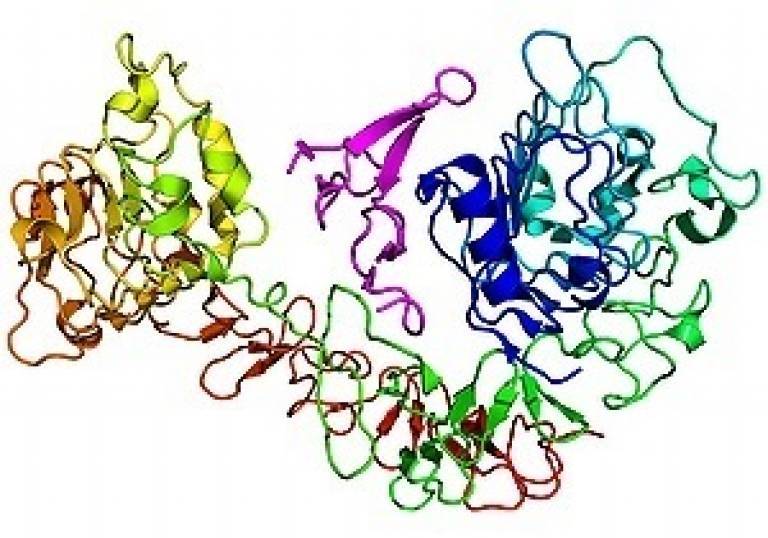 Epidermal growth factor receptor (EGFR), complexed with epidermal growth factor (magenta-coloured)