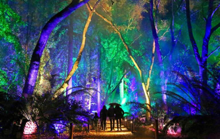 Photo of illuminated trees with people walking amongst them