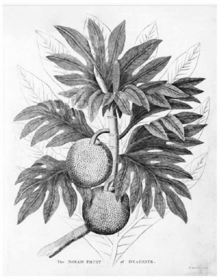 Engraving depicting the brad fruit or otaheite; date, author or source unkown