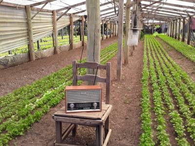radio on a chair in between two lines of green crops growing