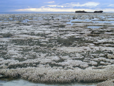 vast landscape of coral bleaching in the great barrier reef