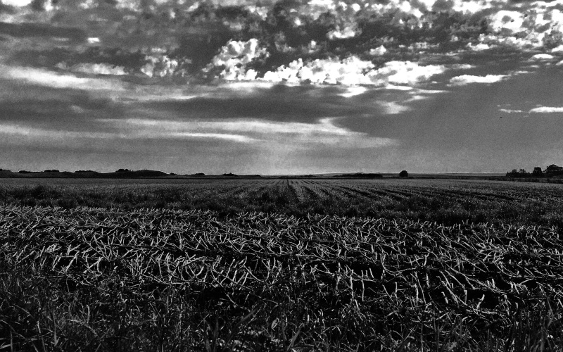 Ploughed field near Fife