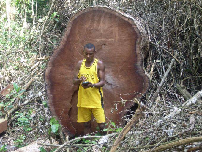 Baka map illegal logs large