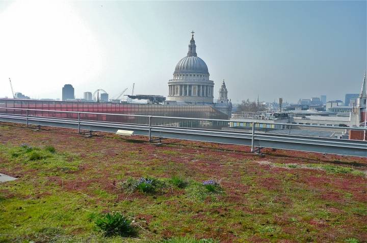London Green Roof