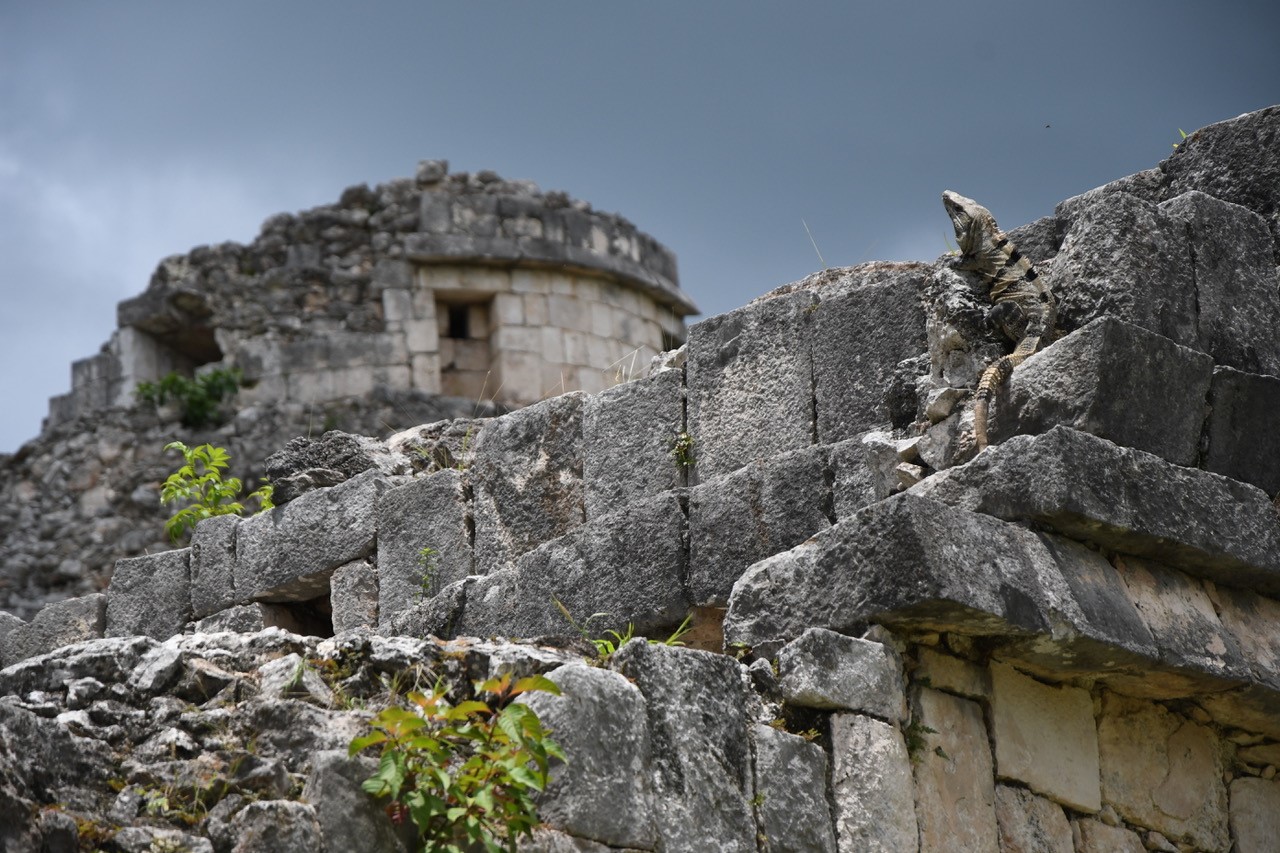 A lizard sits on a grey rock wall looking at the sky. Behind the wall, there is an out of focus grey circular structure with small bricked up windows.