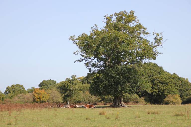 Orange and white cattle lie in the shade of a massive old oak tree.