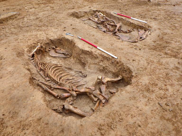 Two horse burials fully excavated