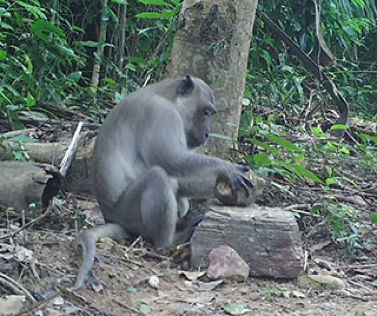 A male long tailed macaque cracking oil palm nuts. They place a nut on a stone anvil and use a stone hammer to crack the nut open (Photo credit: Dr Lydia Luncz, The University of Oxford)
