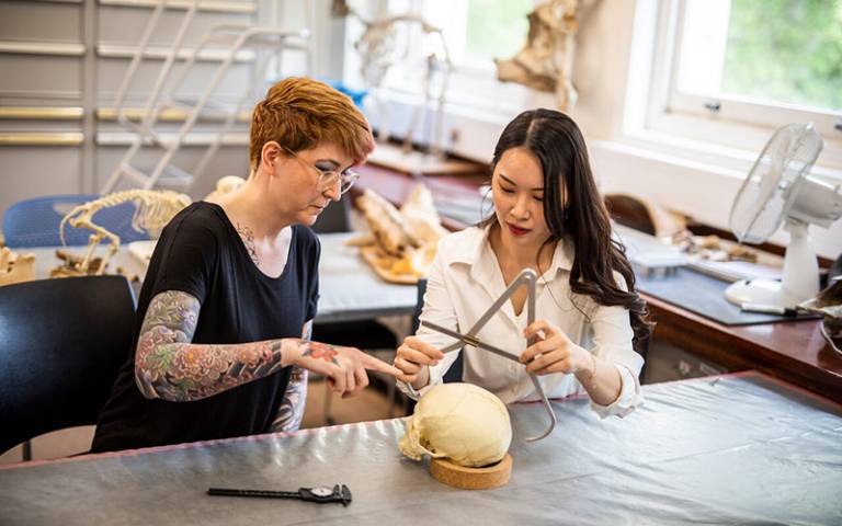 Two people sitting at a table measuring a replica human skull