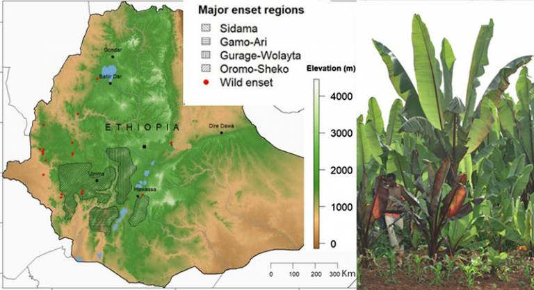 Map of Ethiopian research area and field of enset cultivation (Image: Dorian Fuller)