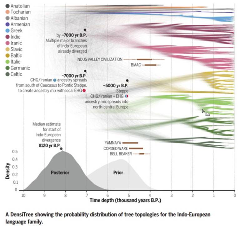 A colorful graphic showing probability distributions (graph) for Indo-European languages