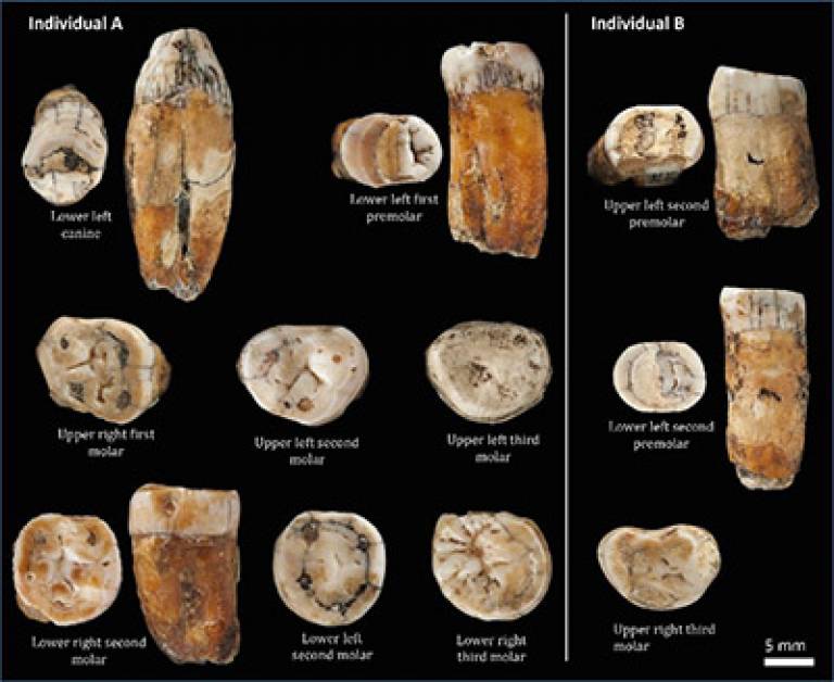 Neanderthal teeth from La Cotte de St Brelade (Credit Société Jersiaise Photographic Archive)