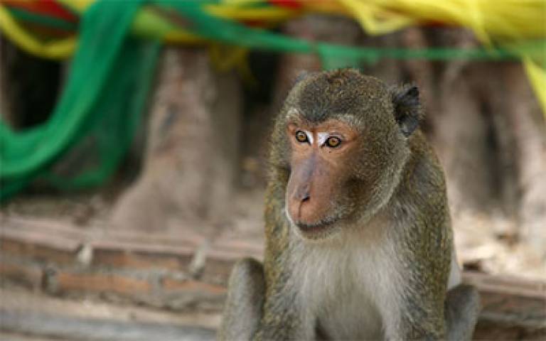 Macaque at Wat Khao Takiab. Credit: Heiko S via Flickr