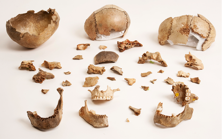 Fragementary human remains (skull pieces and jaw bones) laid out on a light coloured background