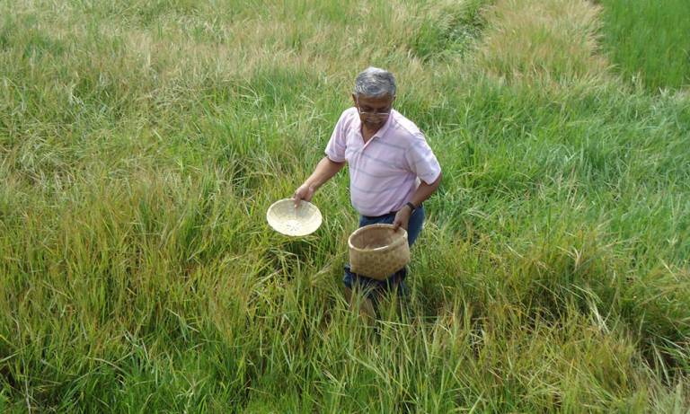 Rice harvesting experiment, India