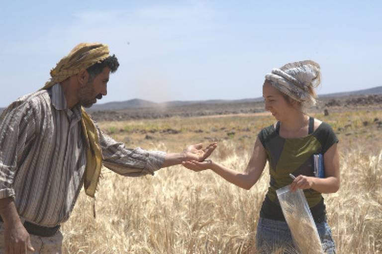 Ali Shakaiteer and Dr Amaia Arranz-Otaegui sampling cereals in the area where the bread was discovered (Image courtesy of Joe Roe)