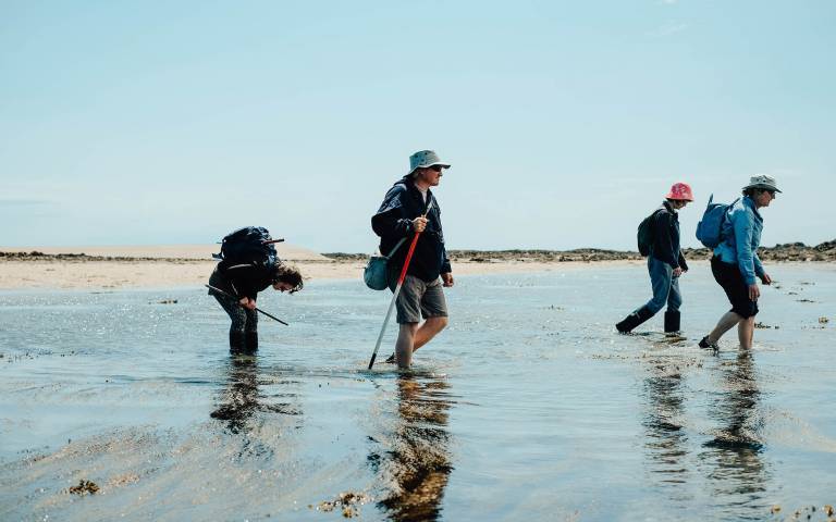 Four people wading through water (calf high) in a beach location
