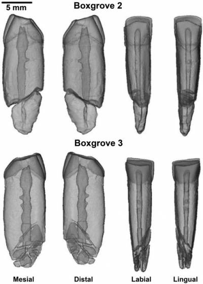 Figures of ancient teeth (eight models, grey coloured)