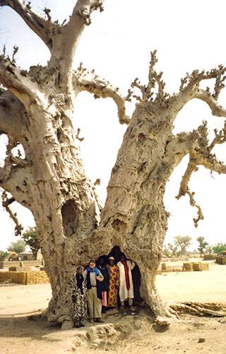 A break within a Baobob tree while on survey around the historic Marka town of Bussen in 2005 (Photo R. Walicka Zeh)