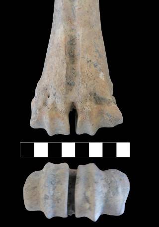 Medial (the side closest to the centre of the body) enlargement of the articular surface of a metatarsal (this bone was directly dated to c.5950 cal BC). Image credit: Jane Gaastra
