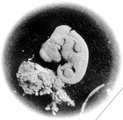 Nick Hopwood embryo image