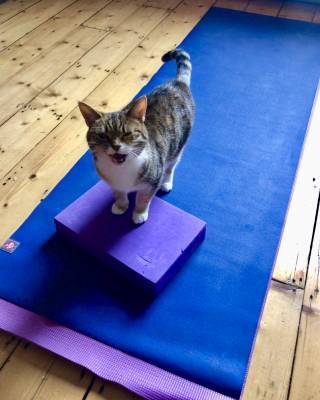 Cat on yoga mat