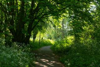 Pathway through trees