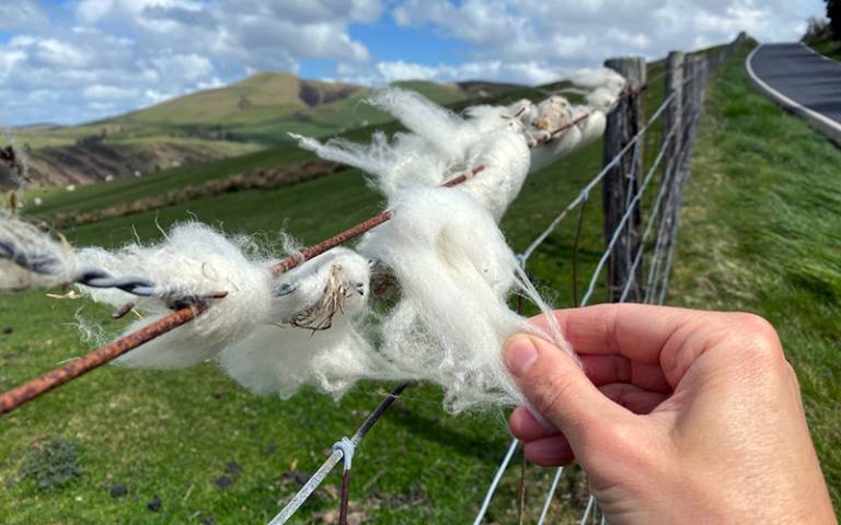 Wool-gathering on Pumlumon, May 2021 (Zoë Quick)