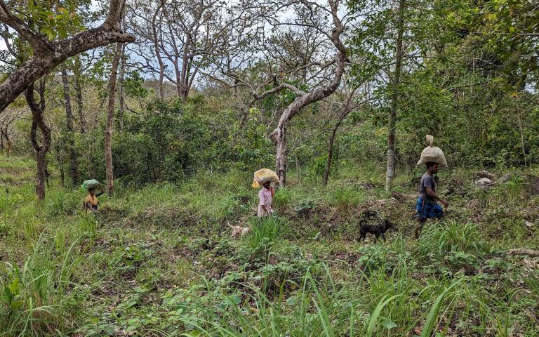 Image: Kanikkarans moving across 25 odd kilometres of steep hills, dense rain forest and wild elephant territory, lugging produce on their heads from their forest villages to sell it at a local market. 