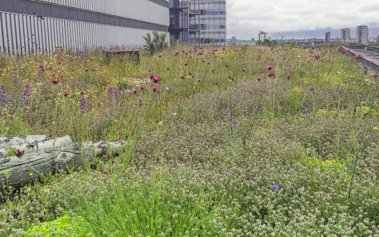 Extensive green roof at 1 More London Riverside, by Dusty Gedge