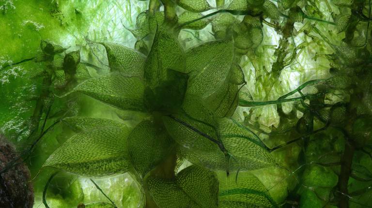 Image: Micrograph of photosynthetic gametopgytes, Alexandra Lacatusu