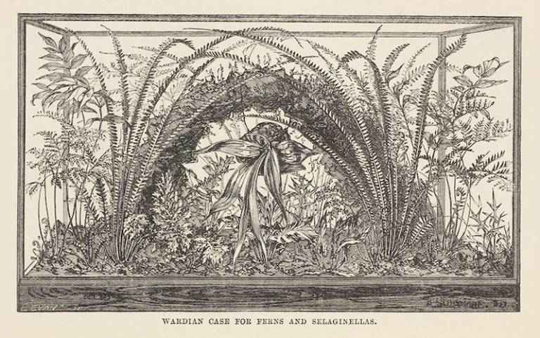 Image: J. R. Mollison, The New Practical Window Gardener, ‘Wardian Case for Ferns and Selaginellas’, 1877 (Linda Hall Library) 