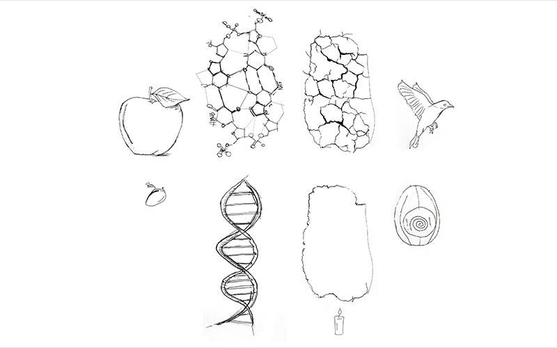 Origins of Urban Structure, by Besnik Murati. A group of sketches, including an apple, a bird and a DNA strand.