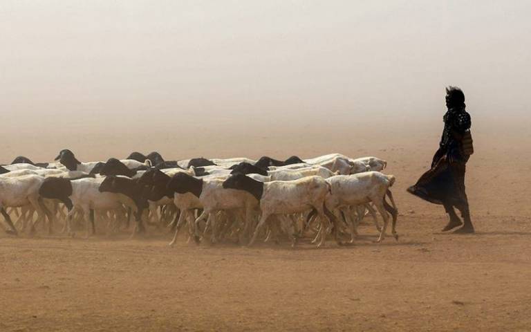 Somalia goats and desert with goatherder