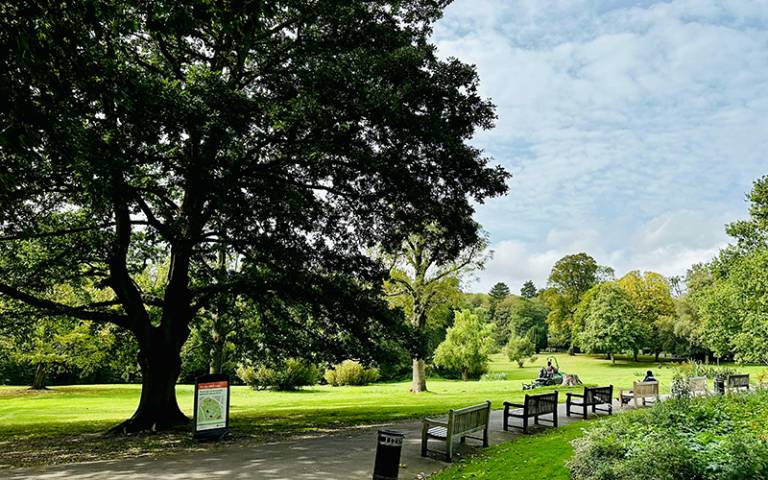 Image of park with large tree and a row of benches